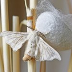 Adulto di bombyx mori - Foto da Canva